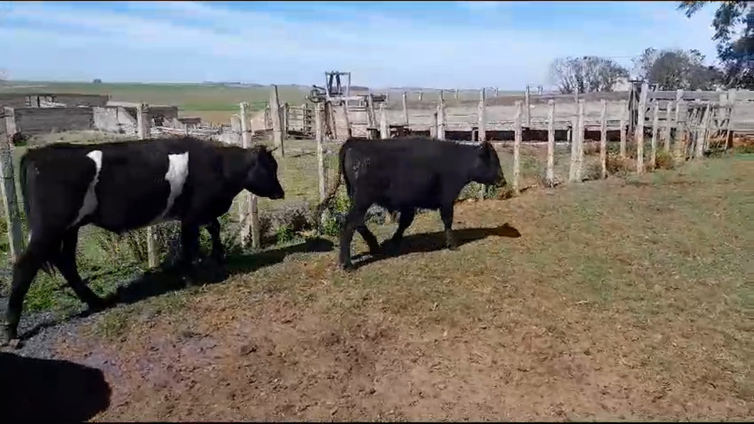 Lote 6 Novillos Angus Hereford y Cruzas a remate en Aniversario 115 Años - Camy en San Gregorio