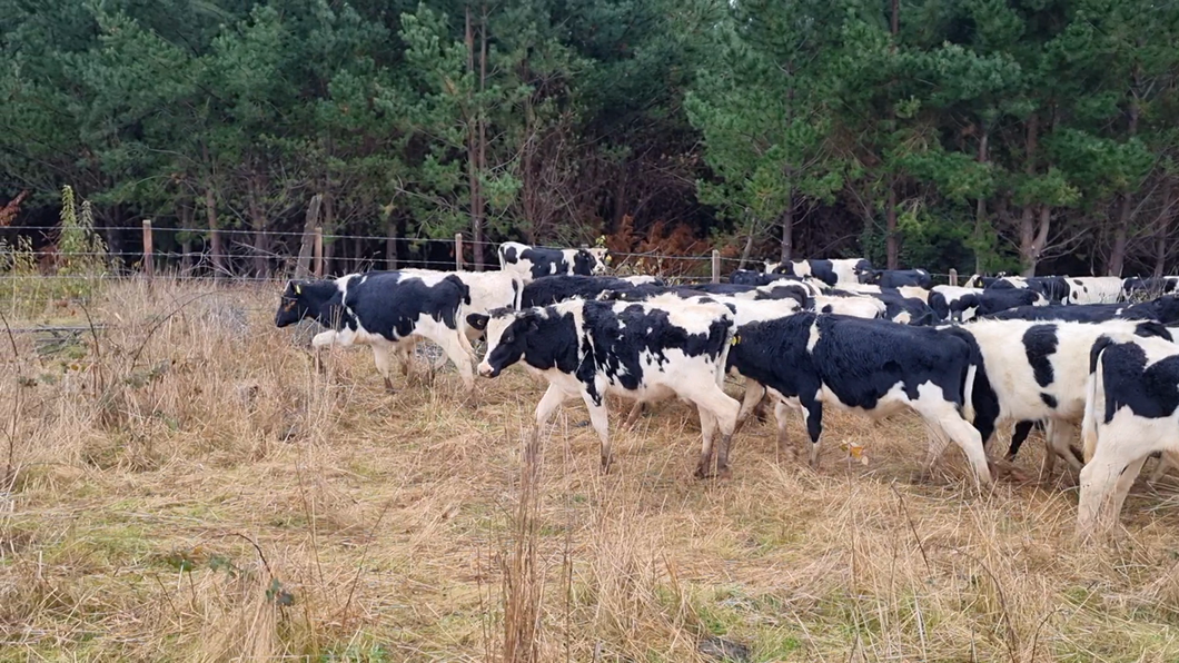 Lote 65 Ternero en Nueva Imperial, IX Región Araucanía