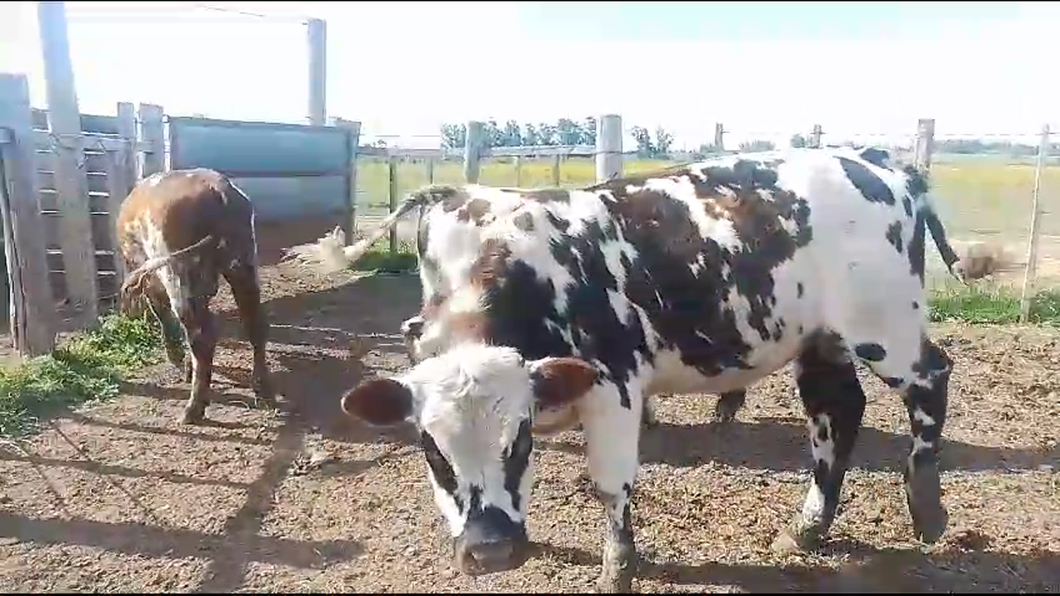 Lote 3 Toros Normando a remate en Remate por pantalla de la Exposición de San José en Libertad