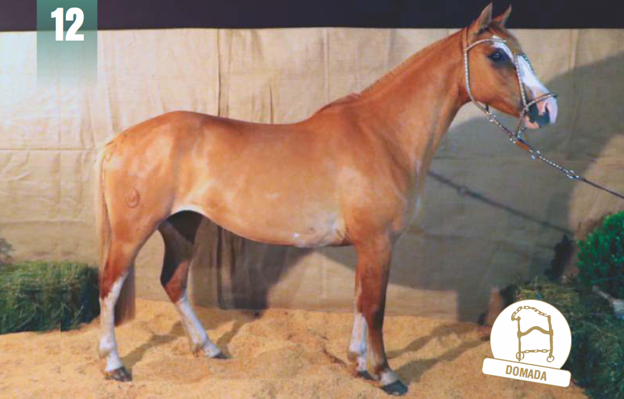 Lote CASTELLANA DE LOS CARDOS