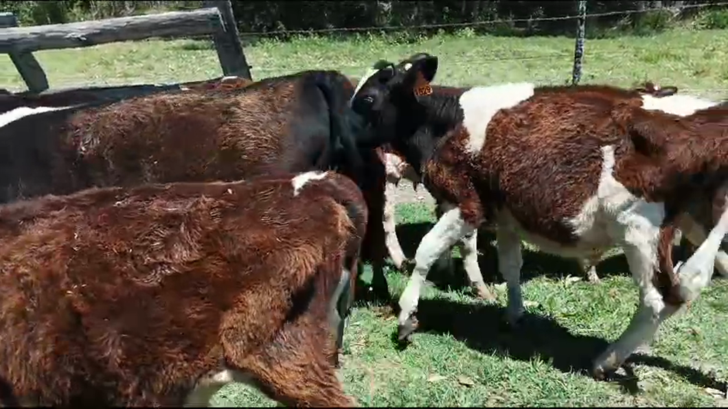 Lote 12 Terneros Holando a remate en Ultima Pantalla del Año - Escritorio Camy en Libertad