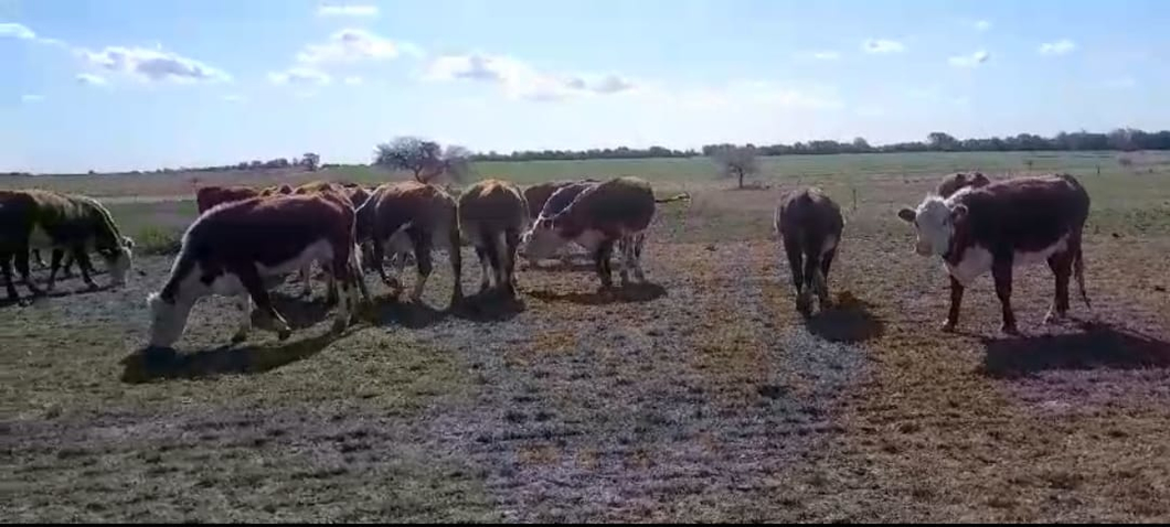 Lote 140 Vacas nuevas C/ cria