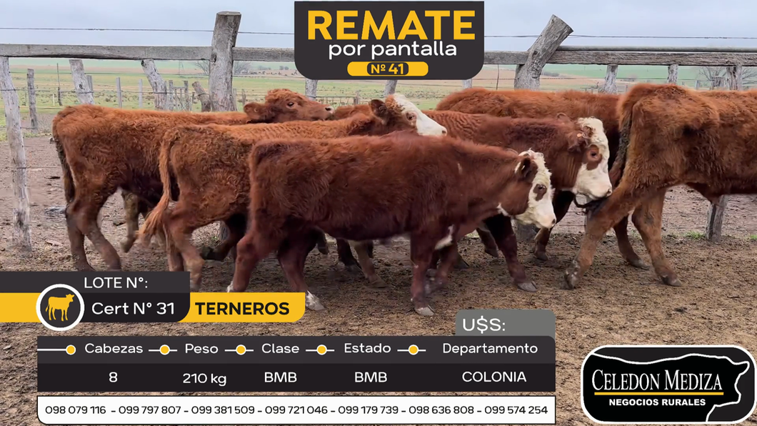 Lote 8 Terneros en Colonia