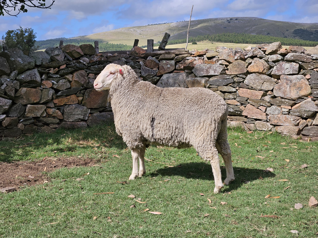 Lote (Vendido)Carneros a remate en Subasta Online - Nambi Guasu, Lavalleja