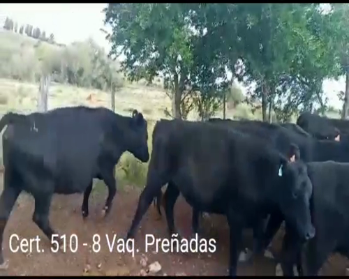 Lote (Vendido)8 Vacas preñadas a remate en Remate virtual de Coco Morales & Asoc. 390kg -  en  RUTA 2 KM 148 A 3 KM POR CAMINO VECINAL