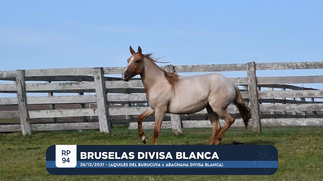 Lote BRUSELAS DIVISA BLANCA