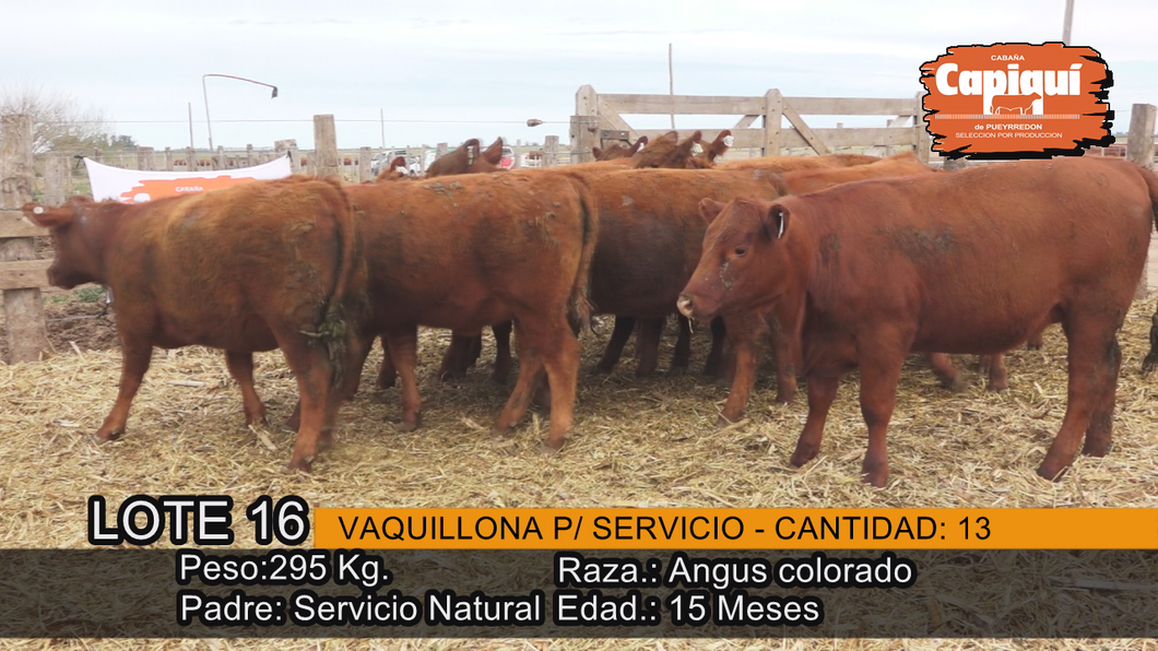 Lote VAQUILLONAS PARA SERVICIO