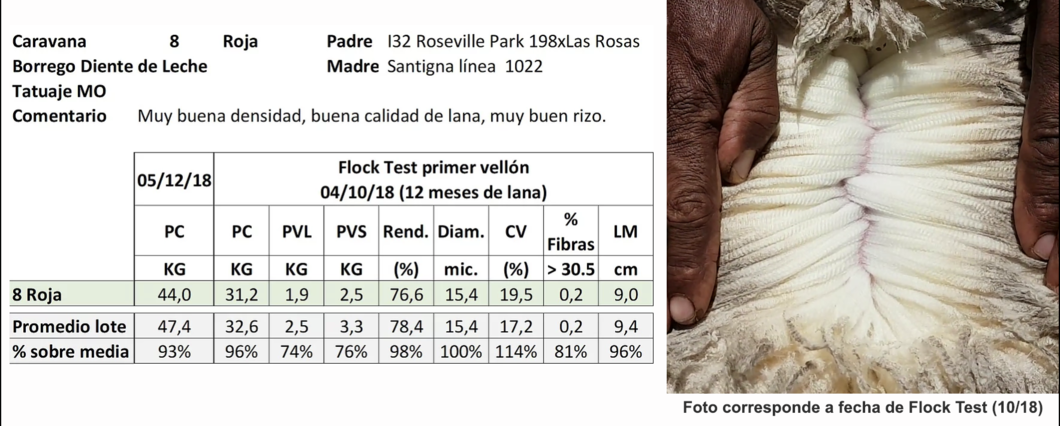 Lote Caravana 8