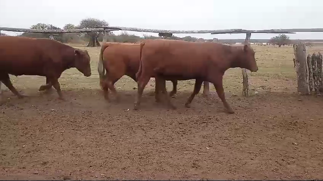 Lote 45 Novillos Braford, brangus y sus cruzas en Curuzú-Cuatiá, Corrientes