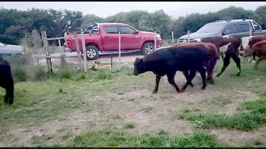 Lote 13 Terneros angus y cruza a remate en 9° Entre Martillos 200 kg -  en Camino Guaycuru