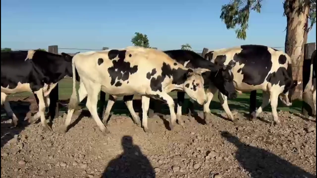 Lote NOVILLOS HOLANDO