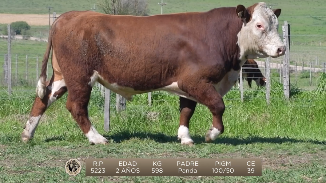 Lote Brete 3 - Santa Luisa Hereford