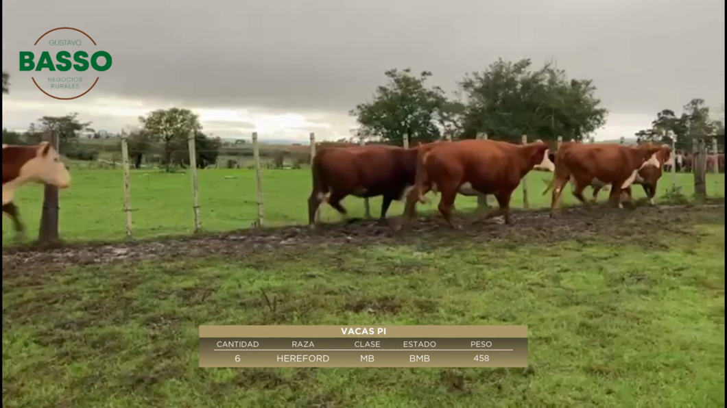 Lote 6 Vacas PI (Pedrigree Inscripto) en Mariscala, Lavalleja