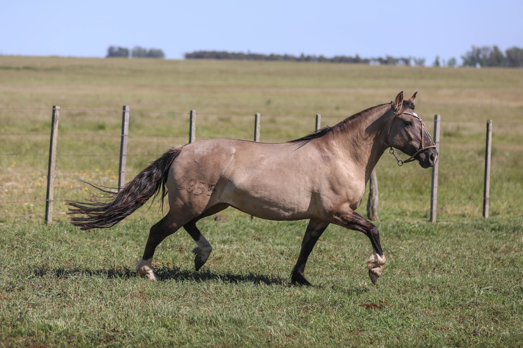 Lote DEL SILENCIO TUERTA