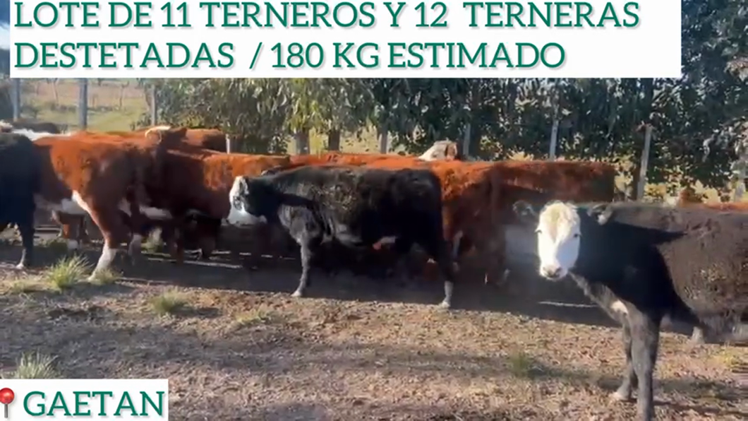 Lote 11 Terneros y 12 Terneras destetadas