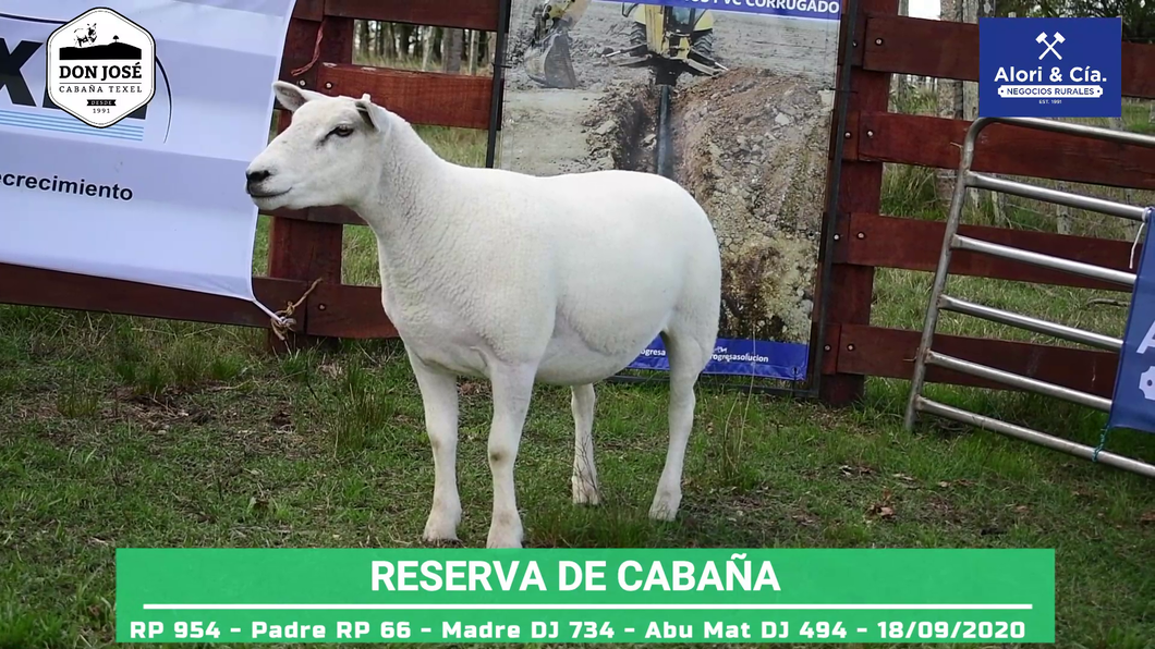 Lote BORREGA DESTAQUE DE ZAFRA