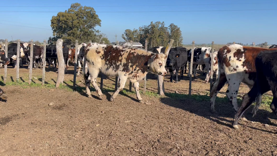 Lote NOVILLOS 1 a 2 AÑOS