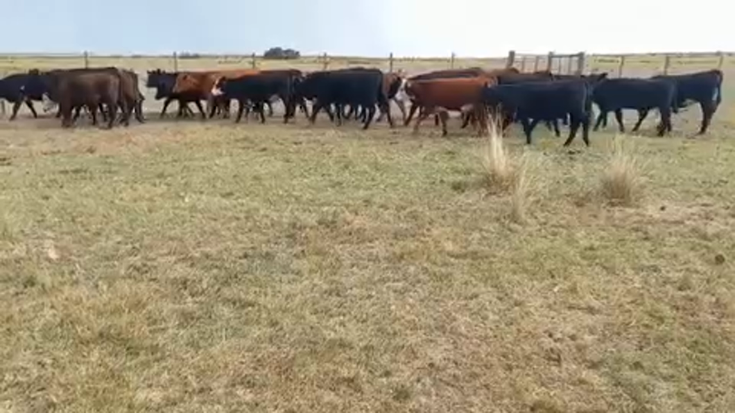 Lote 80 Terneros y Terneras en José Batlle y Ordóñez, Lavalleja