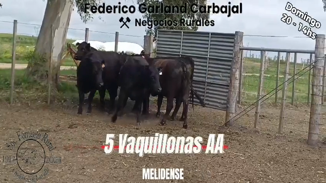 Lote 5 Vaquillonas 1 a 2 años ANGUS a remate en Expo Ombues en OMBUES DE LAVALLE