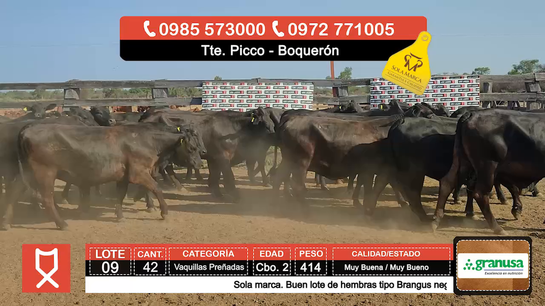 Lote (Vendido)42 Vaquillas Preñadas  a remate en Feria especial de Vaquillas Preñadas 414kg - , Boquerón