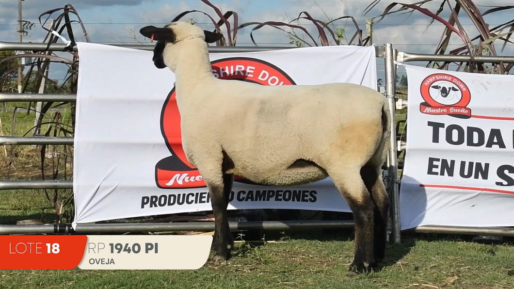 Lote Lote 18