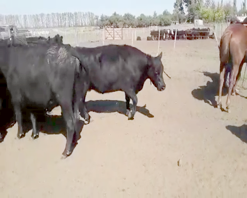 Lote 40 Vacas en Mayor Buratovich, Buenos Aires