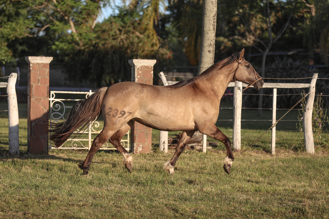 Lote DEL SILENCIO MARIA