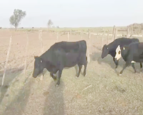 Lote 34 Vacas CUT preñadas en Trenel, La Pampa