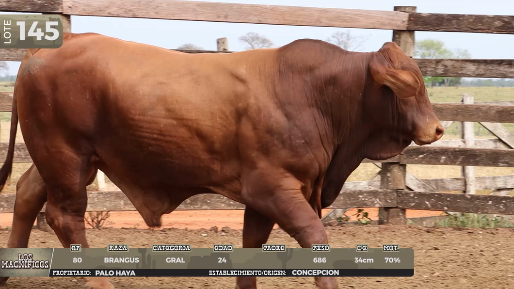 Lote LOTE 145