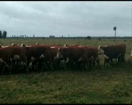 Lote 35 Vaquillonas Vacas Preñadas HEREFORD - 35... a remate en EXPO NACIONAL HEREFORD 380kg - , Rocha