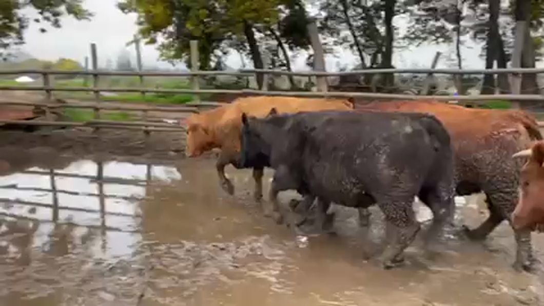 Lote 20 Vaquilla Gorda en Linares, VII  Región Maule