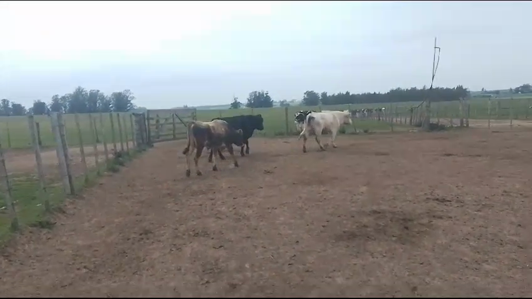 Lote 3 Toros Yersey - Aa a remate en Aniversario 115 Años - Camy en Arroyo Llano