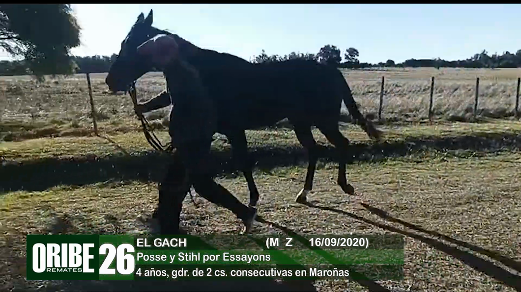 Lote Lote 26