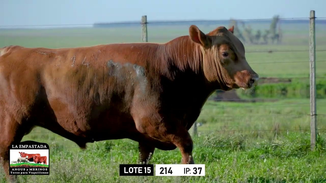 Lote Toros a remate en Toros para Vaquillonas - La Empastada, Durazno