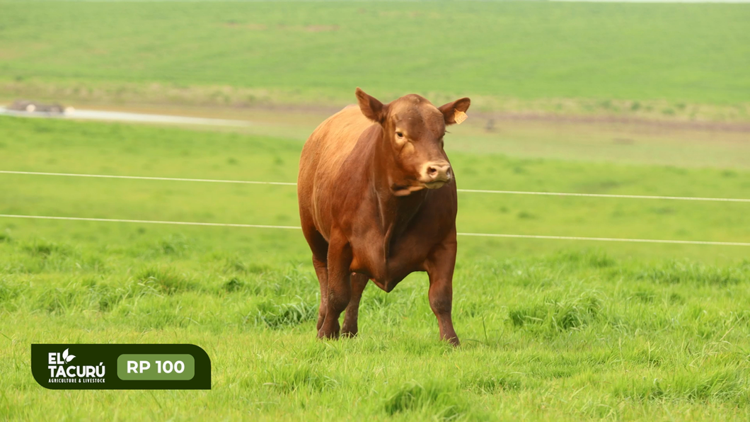 Lote Toros a remate en Subasta Virtual El Tacuru, Montevideo