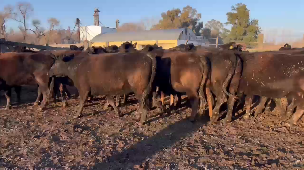 Lote 31 Vacas nuevas C/ gtia de preñez en Roque Pérez, Buenos Aires