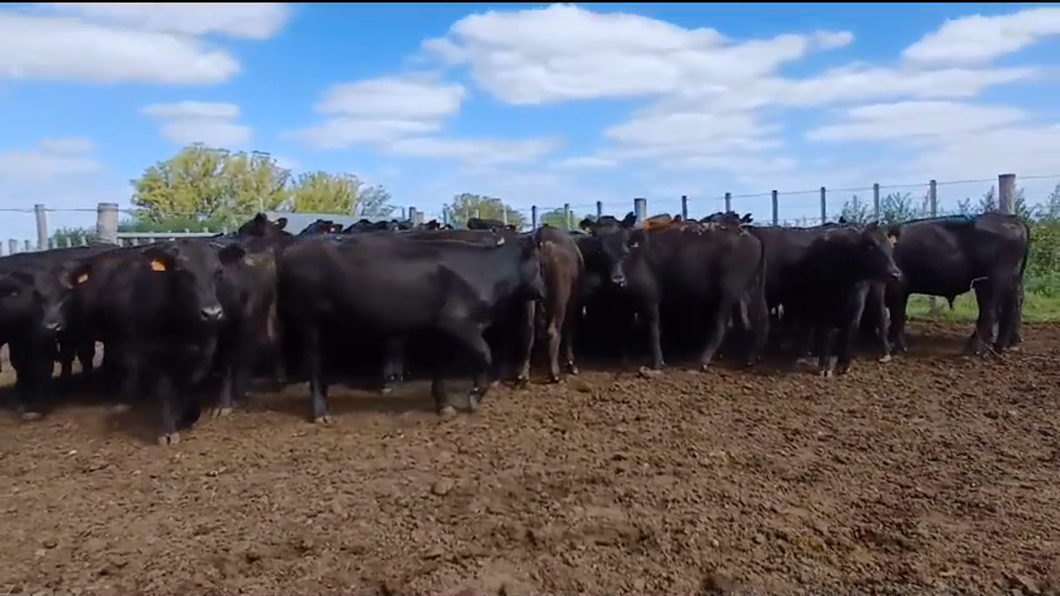 Lote 53 Novillos 1 a 2 años ANGUS a remate en #42 Pantalla Carmelo  320kg -  en CERROS DE LAS ARMAS