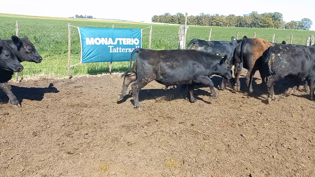 Lote 16 Terneros en Daireaux