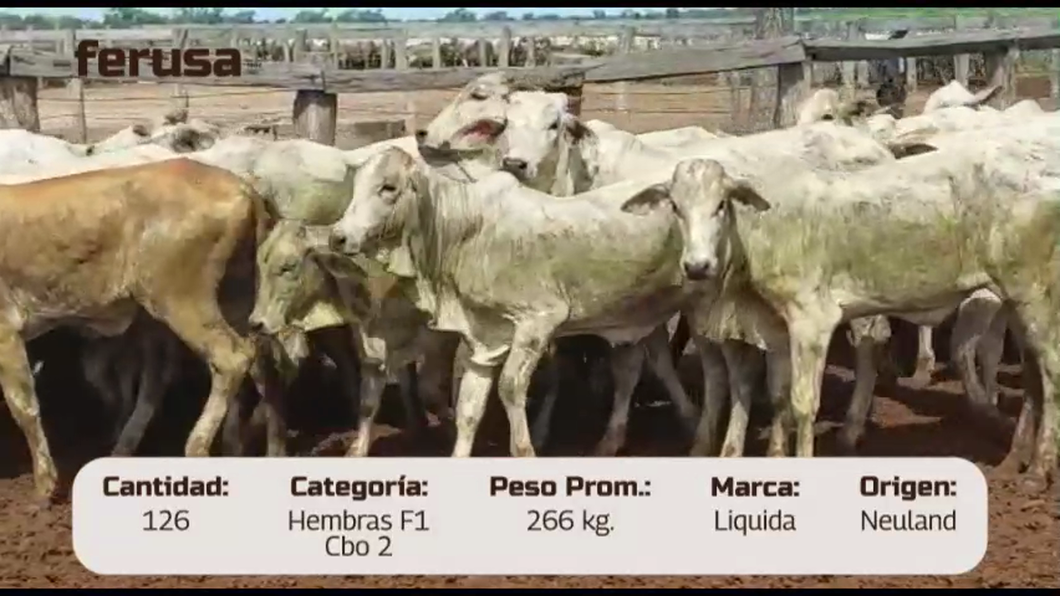 Lote LOTE 3