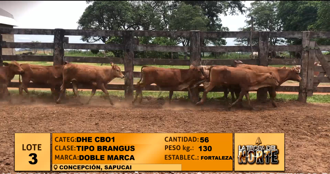 Lote Lote 3