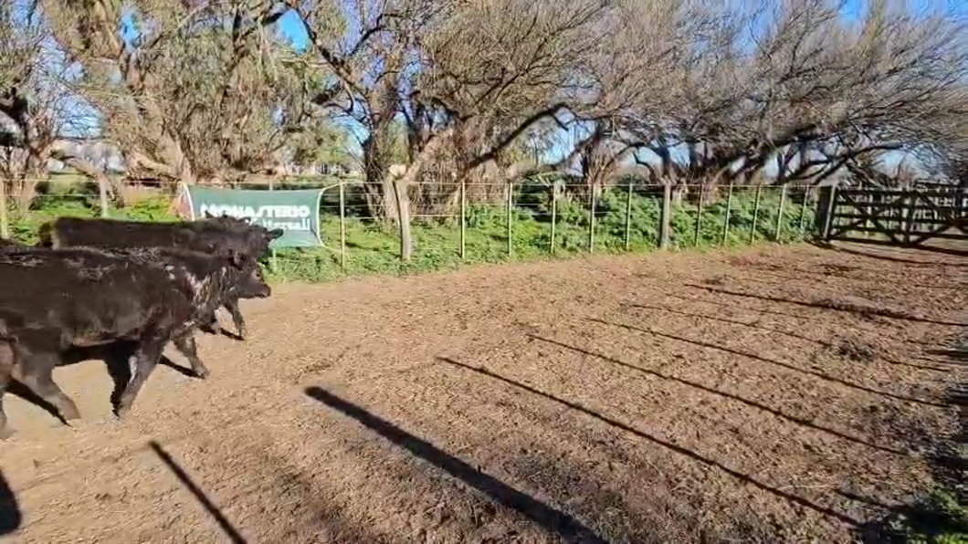 Lote 30 Terneros/as EN GRAL LAMADRID