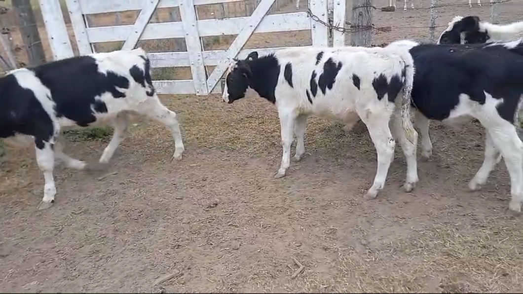 Lote 17 Terneros Holando Argentino en Brinkmann, Córdoba