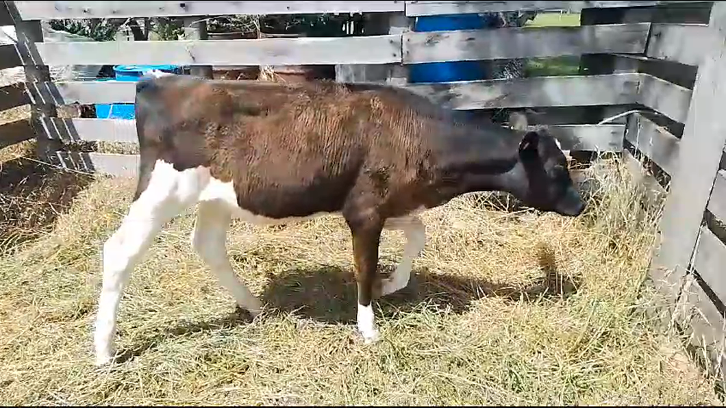 Lote Terneras Holando a remate en Pantalla Camy 140kg -  en Chamizo