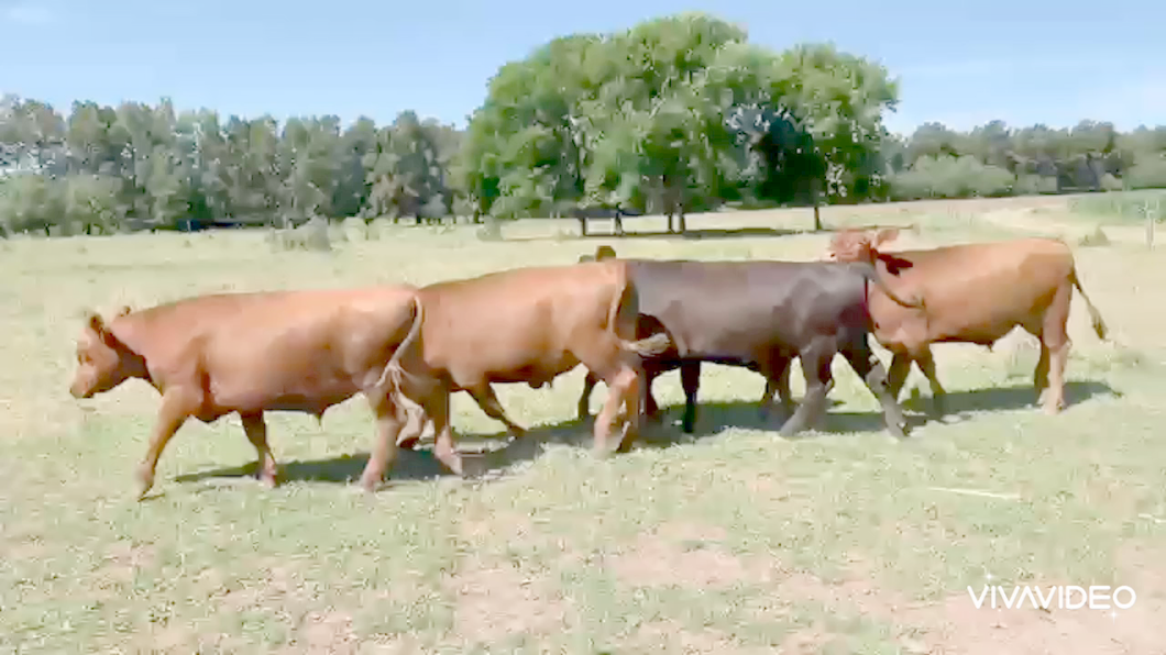 Lote 18 Novillitos