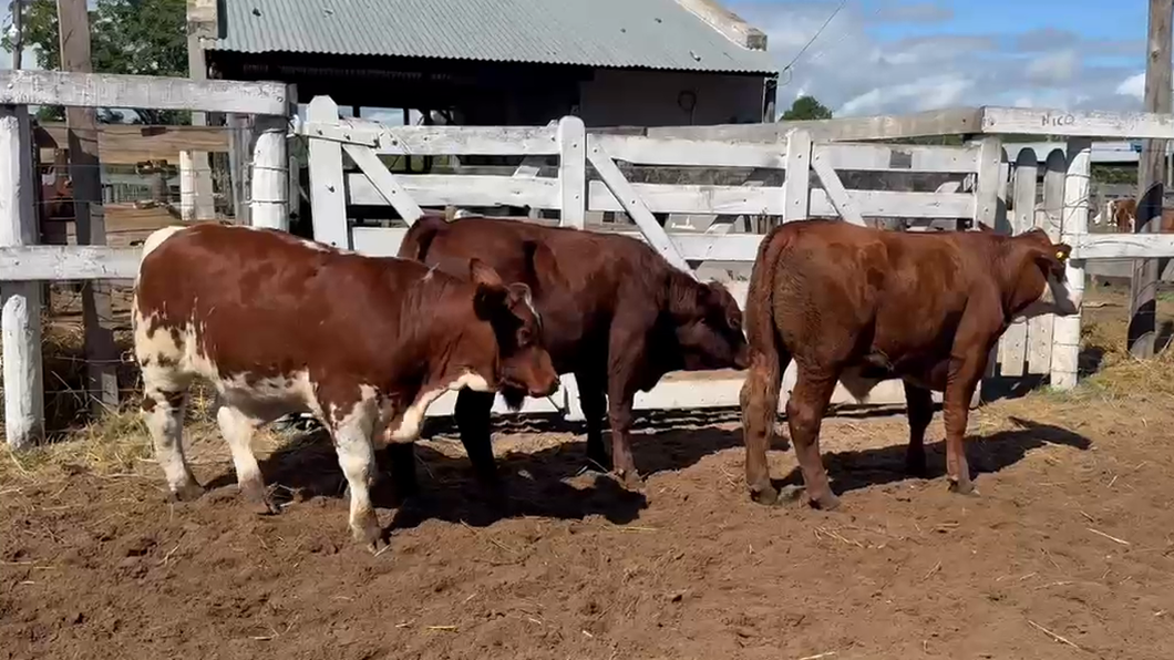 Lote 3 Novillitos en Corrientes, Bella Vista