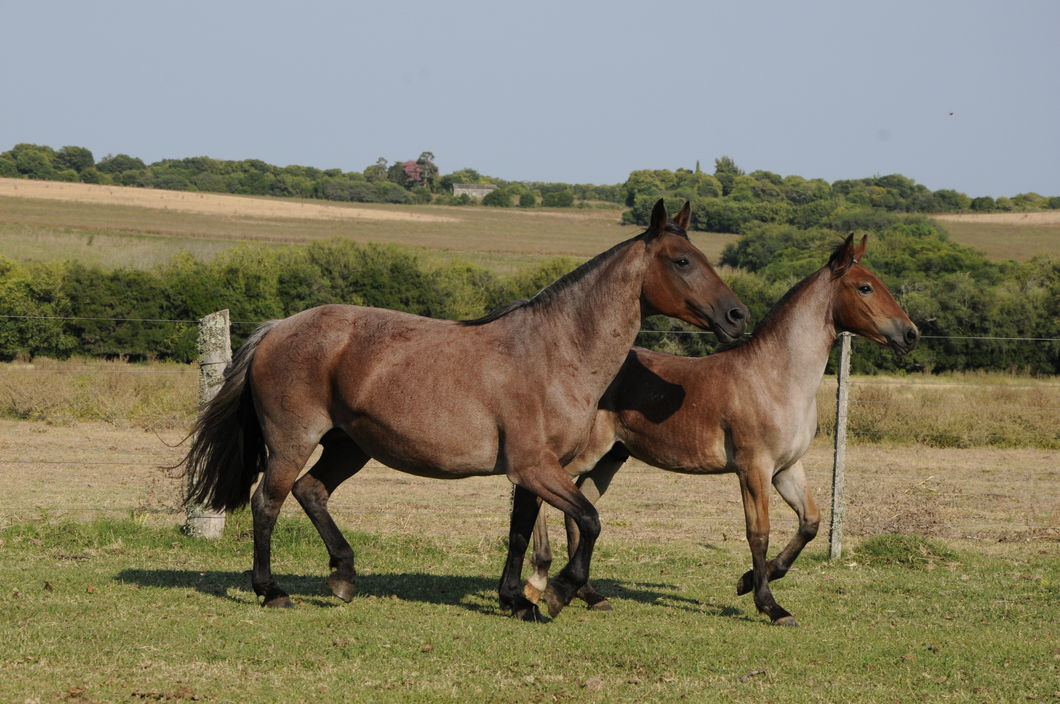 Lote Candileira Cala Bassa (BZ)