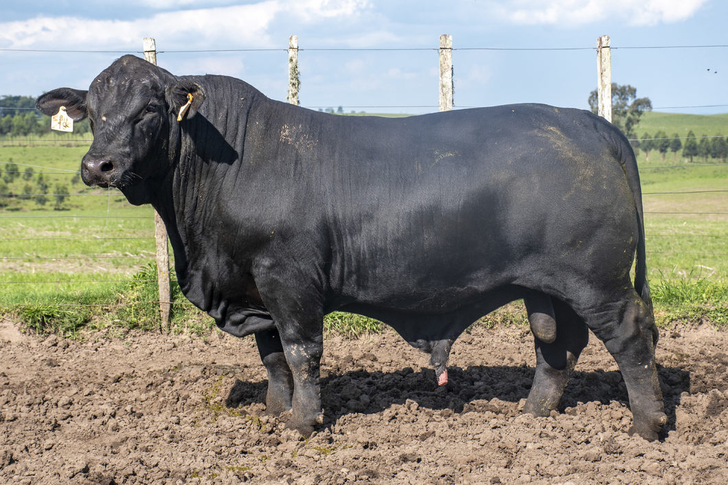 Lote Toros a remate en Nacional Brangus, Tacuarembó