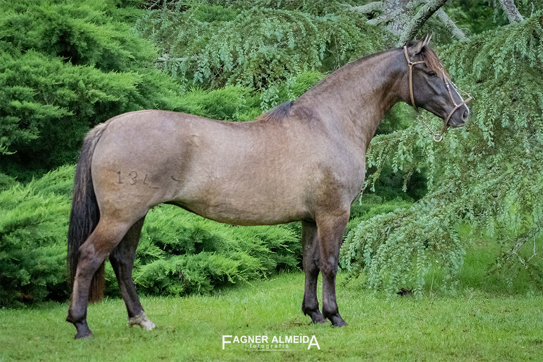 Lote QUELEN LLANERA