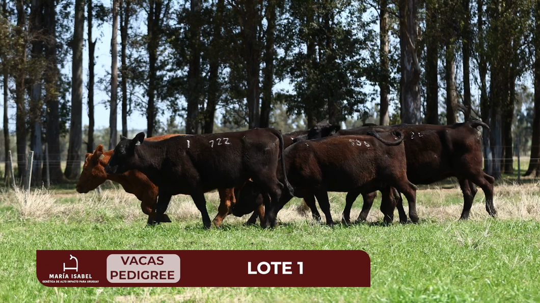 Lote Lote 14 - Vacas Pi Preñadas