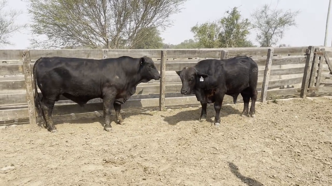 Lote TOROS BRANGUS, Cabaña "DOÑA ANITA"